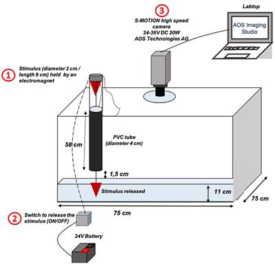 Omega-3 long chain highly unsaturated fatty acid content in tissue correlates with escape response efficiency in golden gray mullet